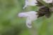Salvia fruticosa ---EM---Mill.