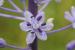 Scilla hyacinthoides ---EM---L.