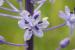 Scilla hyacinthoides ---EM---L.