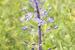 Scilla hyacinthoides ---EM---L.