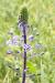 Scilla hyacinthoides ---EM---L.