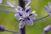 Scilla hyacinthoides ---EM---L.