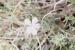 Dianthus tripunctatus ---EM---Sibth. et Sm
