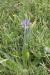 Scilla hyacinthoides ---EM---L.