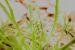 Plantago crypsoides ---EM---Boiss. 