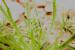 Plantago crypsoides ---EM---Boiss. 