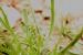 Plantago crypsoides ---EM---Boiss. 