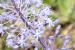 Scilla hyacinthoides ---EM---L.