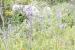 Scilla hyacinthoides ---EM---L.