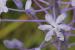 Scilla hyacinthoides ---EM---L.