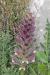 Acanthus syriacus ---EM---Boiss.