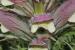 Acanthus syriacus ---EM---Boiss.