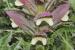 Acanthus syriacus ---EM---Boiss.