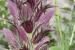 Acanthus syriacus ---EM---Boiss.
