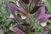 Acanthus syriacus ---EM---Boiss.