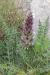 Acanthus syriacus ---EM---Boiss.
