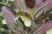 Acanthus syriacus ---EM---Boiss.