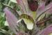 Acanthus syriacus ---EM---Boiss.