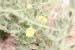 Kickxia aegyptiaca---EM---(L.) Nabelek 