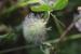 Trifolium pilulare ---EM---Boiss.