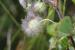 Trifolium pilulare ---EM---Boiss.