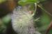 Trifolium pilulare ---EM---Boiss.