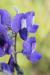 lupinus pilosus---EM---L.