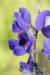 lupinus pilosus---EM---L.