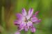 Trifolium tomentosum ---EM---L.