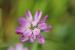 Trifolium tomentosum ---EM---L.