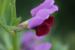 Vicia sativa---EM---L.