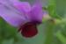Vicia sativa---EM---L.