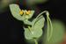 Coronilla scorpioides ---EM---(L.) Koch