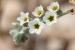 Heliotropium maris-mortui ---EM---Zohary 