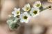 Heliotropium maris-mortui ---EM---Zohary 