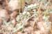 Heliotropium maris-mortui ---EM---Zohary 
