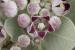 Calotropis procera ---EM---(Aiton) Aiton f