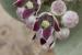 Calotropis procera ---EM---(Aiton) Aiton f