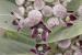 Calotropis procera ---EM---(Aiton) Aiton f