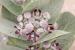 Calotropis procera ---EM---(Aiton) Aiton f