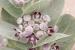 Calotropis procera ---EM---(Aiton) Aiton f