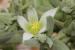 Aizoon hispanicum ---EM---L.