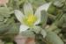 Aizoon hispanicum ---EM---L.