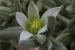 Aizoon hispanicum ---EM---L.