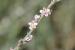 Polygonum arenarium ---EM---Waldst. & Kit.