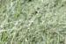 Polygonum arenarium ---EM---Waldst. & Kit.