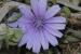 Cichorium endivia ---EM---L.