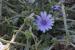 Cichorium endivia ---EM---L.