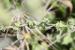 Rumex pulcher ---EM---L.