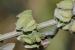 Rumex pulcher ---EM---L.